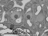 Thumbnail for dataset FE-SEM_an3_1_4_x6000