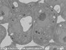 Thumbnail for dataset FE-SEM_an3_2_7_x6000