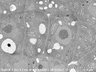 Thumbnail for dataset FE-SEM_an3_3_8_x6000