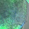 Thumbnail for dataset 5dasLeafPrimordia_WT_01