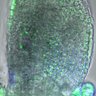 Thumbnail for dataset 5dasLeafPrimordia_WT_03