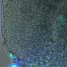 Thumbnail for dataset 5dasLeafPrimordia_WT_04