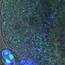 Thumbnail for dataset 5dasLeafPrimordia_WT_05