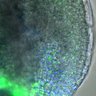 Thumbnail for dataset 5dasLeafPrimordia_an3_01