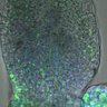 Thumbnail for dataset 5dasLeafPrimordia_an3_02