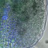 Thumbnail for dataset 5dasLeafPrimordia_an3_03