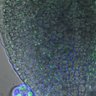 Thumbnail for dataset 5dasLeafPrimordia_an3_04