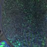 Thumbnail for dataset 5dasLeafPrimordia_an3_05