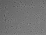 479-Ikebe-MorphResDL/AMK_20220511_AMK1_0001 thumbnail