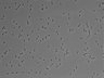 479-Ikebe-MorphResDL/AMK_20220511_AMK1_0002 thumbnail