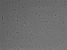 479-Ikebe-MorphResDL/AMK_20220511_AMK1_0003 thumbnail