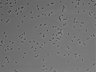 479-Ikebe-MorphResDL/AMK_20220511_AMK1_0004 thumbnail