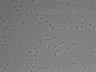 479-Ikebe-MorphResDL/AMK_20220511_AMK1_0005 thumbnail