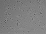 479-Ikebe-MorphResDL/AMK_20220511_AMK1_0006 thumbnail