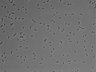 479-Ikebe-MorphResDL/AMK_20220511_AMK1_0007 thumbnail