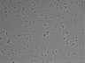 479-Ikebe-MorphResDL/AMK_20220511_AMK1_0008 thumbnail