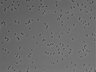 479-Ikebe-MorphResDL/AMK_20220511_AMK1_0009 thumbnail