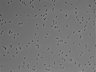 479-Ikebe-MorphResDL/AMK_20220511_AMK1_0010 thumbnail