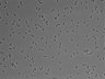 479-Ikebe-MorphResDL/AMK_20220511_AMK1_0011 thumbnail