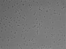 479-Ikebe-MorphResDL/AMK_20220511_AMK1_0012 thumbnail