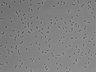 479-Ikebe-MorphResDL/AMK_20220511_AMK1_0013 thumbnail
