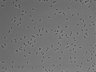 479-Ikebe-MorphResDL/AMK_20220511_AMK1_0014 thumbnail