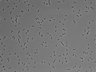 479-Ikebe-MorphResDL/AMK_20220511_AMK1_0015 thumbnail