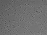 479-Ikebe-MorphResDL/AMK_20220511_AMK1_0016 thumbnail