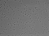 479-Ikebe-MorphResDL/AMK_20220511_AMK1_0017 thumbnail