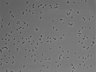 479-Ikebe-MorphResDL/AMK_20220511_AMK1_0019 thumbnail