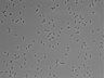 479-Ikebe-MorphResDL/AMK_20220511_AMK1_0020 thumbnail