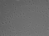 479-Ikebe-MorphResDL/AMK_20220511_AMK2_0001 thumbnail