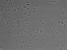 479-Ikebe-MorphResDL/AMK_20220511_AMK2_0002 thumbnail