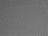 479-Ikebe-MorphResDL/AMK_20220511_AMK2_0003 thumbnail