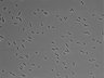 479-Ikebe-MorphResDL/AMK_20220511_AMK2_0004 thumbnail