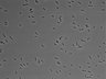 479-Ikebe-MorphResDL/AMK_20220511_AMK2_0005 thumbnail