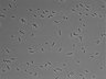 479-Ikebe-MorphResDL/AMK_20220511_AMK2_0006 thumbnail