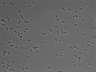 479-Ikebe-MorphResDL/AMK_20220511_AMK2_0007 thumbnail