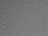 479-Ikebe-MorphResDL/AMK_20220511_AMK2_0008 thumbnail