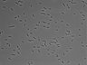 479-Ikebe-MorphResDL/AMK_20220511_AMK2_0009 thumbnail