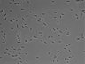 479-Ikebe-MorphResDL/AMK_20220511_AMK2_0010 thumbnail