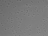479-Ikebe-MorphResDL/AMK_20220511_AMK2_0011 thumbnail