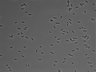 479-Ikebe-MorphResDL/AMK_20220511_AMK2_0012 thumbnail