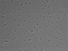 479-Ikebe-MorphResDL/AMK_20220511_AMK2_0013 thumbnail