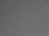 479-Ikebe-MorphResDL/AMK_20220511_AMK2_0014 thumbnail