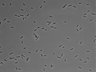 479-Ikebe-MorphResDL/AMK_20220511_AMK2_0015 thumbnail