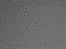 479-Ikebe-MorphResDL/AMK_20220511_AMK2_0016 thumbnail