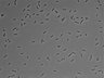 479-Ikebe-MorphResDL/AMK_20220511_AMK2_0017 thumbnail
