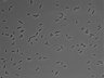 479-Ikebe-MorphResDL/AMK_20220511_AMK2_0018 thumbnail