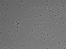 479-Ikebe-MorphResDL/AMK_20220511_AMK2_0019 thumbnail